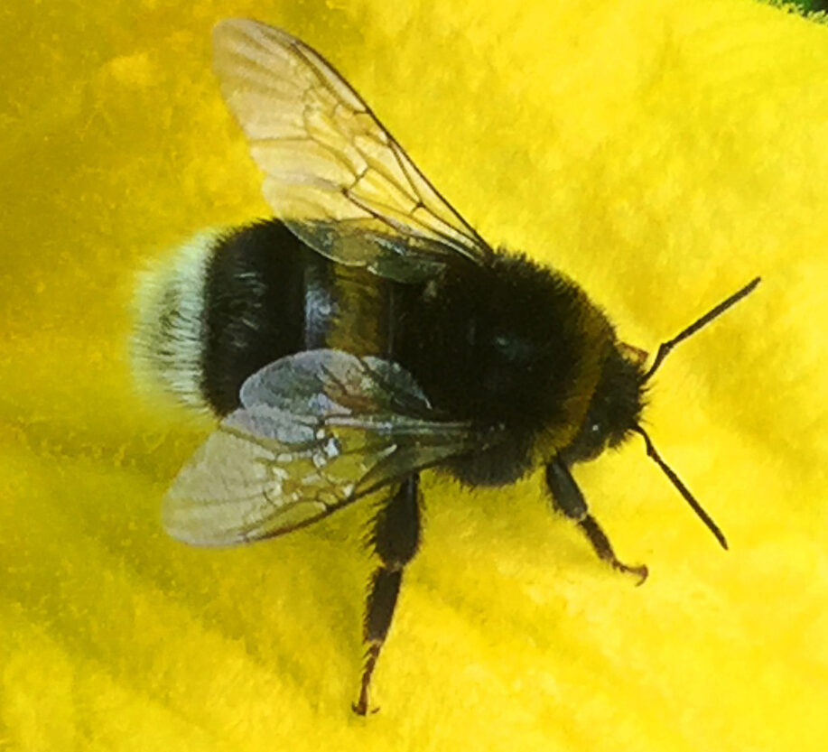 Мир Растений